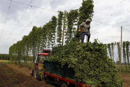 Bia là thứ luôn chảy tràn trề trong các nhà hàng ở Czech - Ảnh: Petr David Josek/Associated Press.