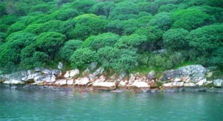 Đảo Dulichium có tổng cộng 4.000 cây ô liu.