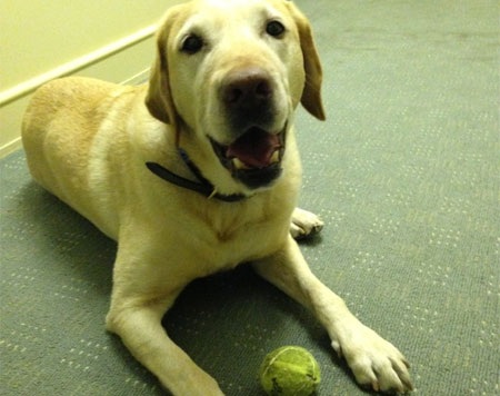 Theo các nghiên cứu, những nhân viên đưa chó cưng tới cơ quan là những người ít bị stress.