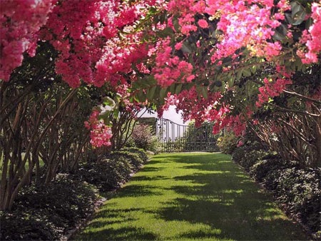 Khu vườn với những chùm hoa rực rỡ của dinh thự Copper Beach Farm.