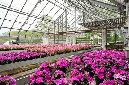 Nhà kính của dinh thự cũng là nơi trồng rất nhiều loại hoa và rau.