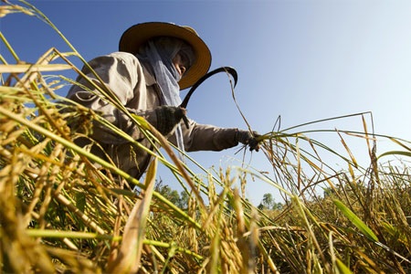 Thái Lan “thất bại thảm hại” với chính sách lúa gạo - 1 Thu hoạch lúa ở Thái Lan - Ảnh: