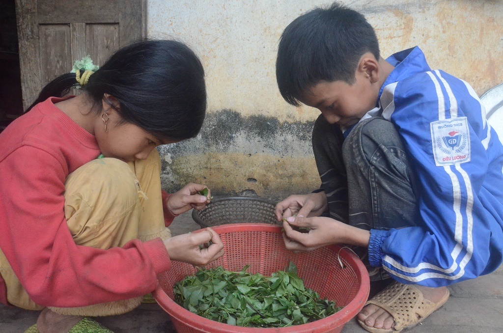 Thức ăn thường ngày của 4 người thường là rau Tầm bóp kiếm được ngoài đồng như thế này.