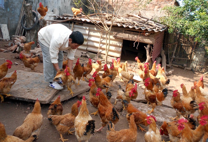 Chiêu rửa độc cá, gà trước khi ra chợ - 1 Gà được tẩy độc được nhiều người tiêu dùng ưa chuộng.
