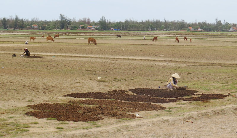 Chuyện lạ ở Phú Yên: Tranh nhau mua…phân bò - 2 Những phụ nữ đi
“mót” phân bò bỏ trong thúng gánh đến đám đất trống phơi khô để bán.