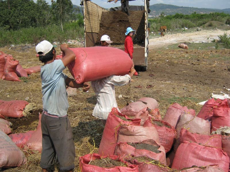 Chuyện lạ ở Phú Yên: Tranh nhau mua…phân bò - 4 Chuyển phân bò
lên xe tải mang đi bán tại các tỉnh xa để bón cây thanh long và cà phê.