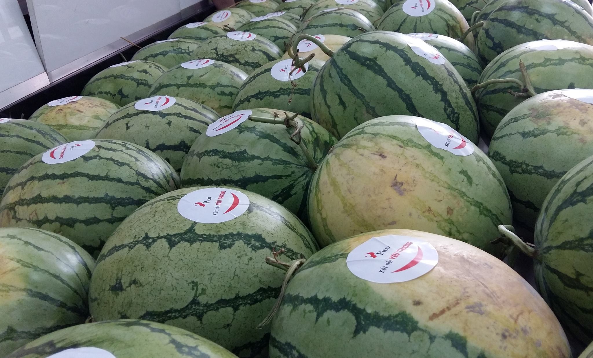 PICO tặng khách hàng 2.000 trái dưa hấu cho khách hàng