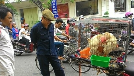Gà Đông Tảo dỏm được hét giá 6 triệu đồng/cặp - 1 Nhiều người đia phương hiếu kỳ với giống gà “lạ” lần
đầu tiên bày bán trên vỉa hè thành phố Huế