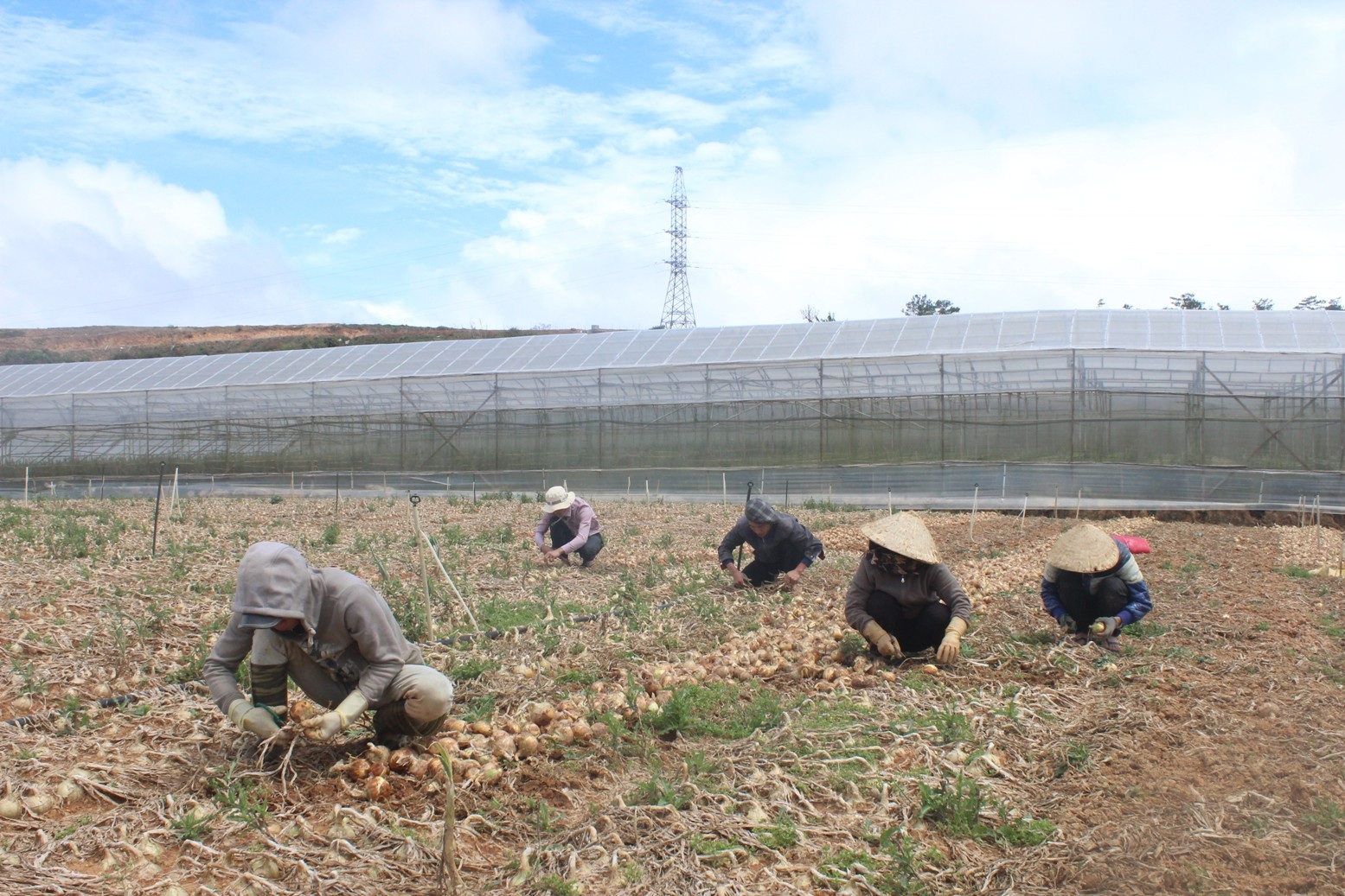 Người dân thu hoạch hành tây.