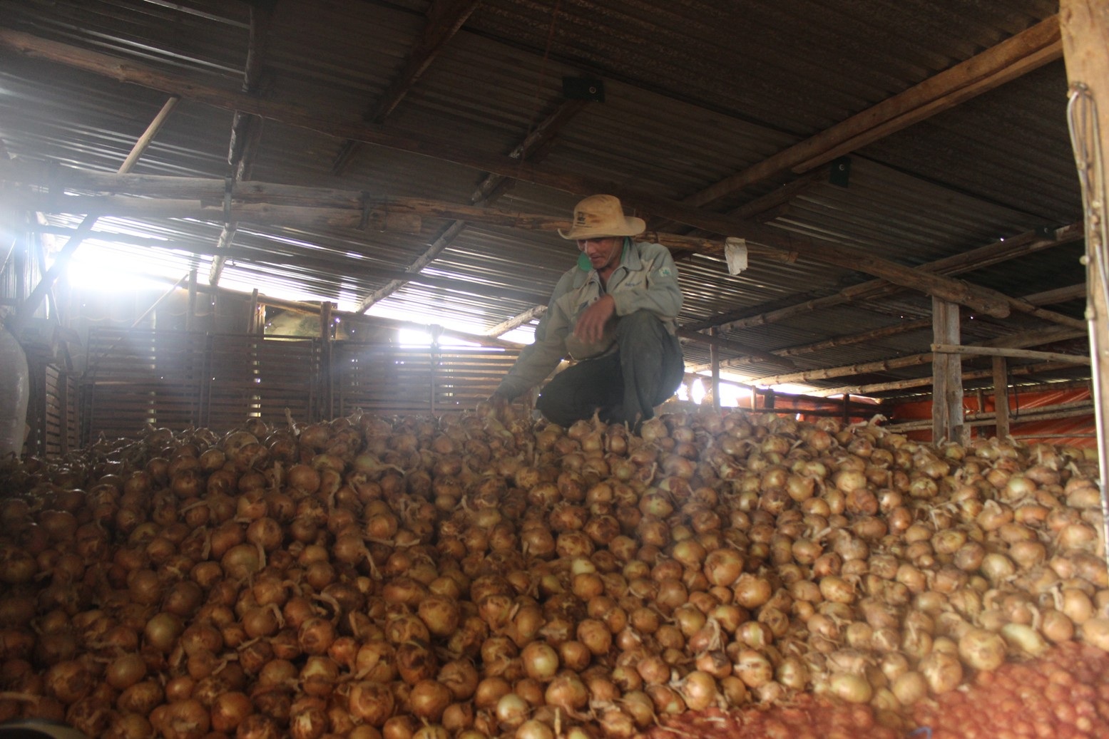 Lâm Đồng: Nông sản Đà Lạt “rẻ như bèo” vẫn ế hàng