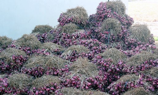 Sài Gòn cơm tấm 'thuốc độc', Hải Phòng trứng màu máu - 5 Từng núi hành tấp
đống ở sân nhà chờ thương lái thu mua