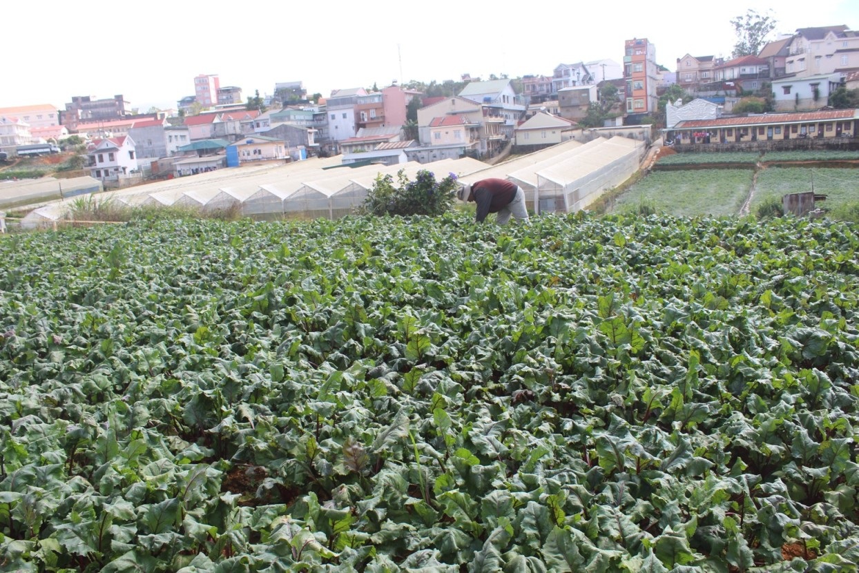 Vườn dền chuẩn bị cho thu hoạch, giá thấp “thê thảm”.