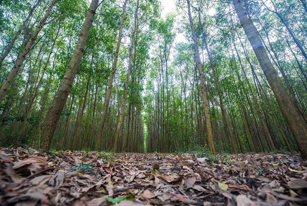 Nhiều vùng đất đã được phủ xanh.