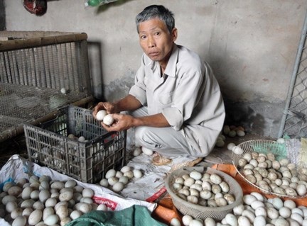 Sài Gòn cơm tấm 'thuốc độc', Hải Phòng trứng màu máu - 2 2 vạn trứng của
gia đình ông Vũ Văn Năm, ở thôn Lác, xã Giang Biên bị hỏng