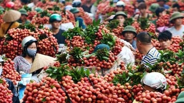 Úc cho phép nhập khẩu quả vải tươi từ Việt Nam - 1 Mùa vải
năm nay sẽ có một lượng lớn được xuất sang Úc