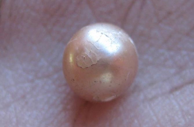Phát hiện viên ngọc trai tự nhiên 2.000 tuổi cực hiếm - 1 Viên ngọc trai tự
nhiên 2.000 năm tuổi cực hiếm được tìm thấy ở Australia. Ảnh: Discovery