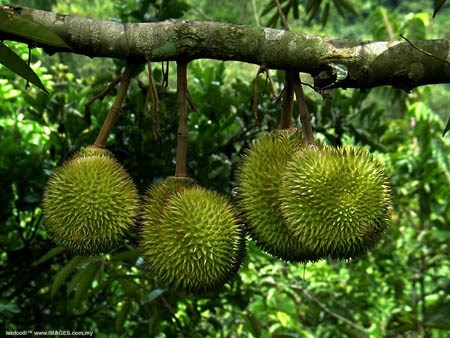 Ồ ạt mua sầu riêng non xuất sang Trung Quốc - 1 (Ảnh minh hoạ).
