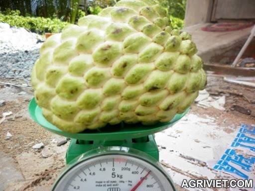 Tuy nhiên, để có
quả ăn, người trồng phải đợi ít nhất là 3 năm cây mới ra quả