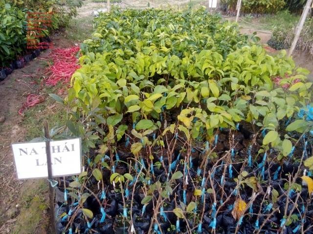 Trồng na 1kg/quả tại gia: 3 năm mới được ăn