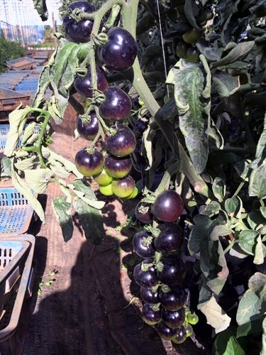 Giá đắt, nhiều
người còn tìm mua hạt giống về tự trồng lấy quả ăn