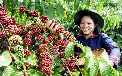 Cà phê - cây trồng chủ lực của Tây Nguyên.