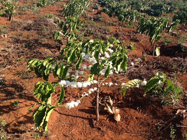Tái canh cây cà phê được rót vốn ưu đãi, dài hơi.
