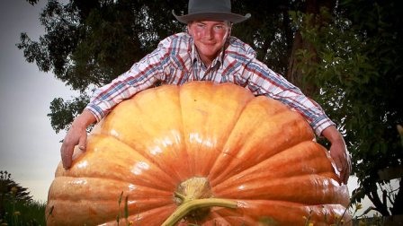 Quả bí ngô khổng lồ nặng 385 kg