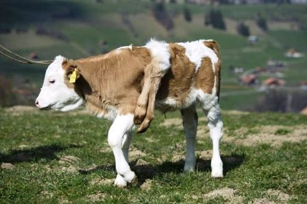 Bê 6 chân xuất hiện ở Thụy Sĩ - 2 Bê 6 chân xuất hiện ở Thụy Sĩ