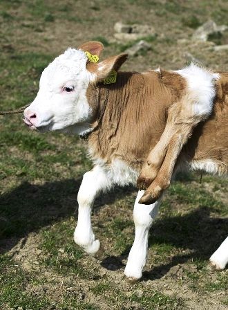 Bê 6 chân xuất hiện ở Thụy Sĩ - 1 Bê 6 chân xuất hiện ở Thụy Sĩ