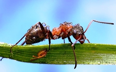 Ngỡ ngàng thế giới côn trùng dưới mưa tuyệt đẹp - 1 Ngỡ ngàng thế giới côn trùng dưới mưa tuyệt đẹp
