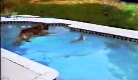 Chú chó dũng cảm lao xuống nước cứu bạn