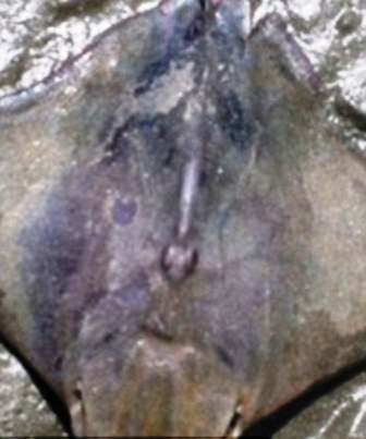 Chúa Jesus hiện hình trên lưng cá