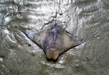 Chúa Jesus hiện hình trên lưng cá