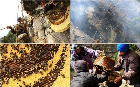Nín thở xem người dân Nepal lấy mật ong - 1 Nín thở xem người dân Nepal lấy mật ong