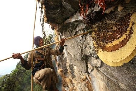 Nín thở xem người dân Nepal lấy mật ong - 11 Nín thở xem người dân Nepal lấy mật ong