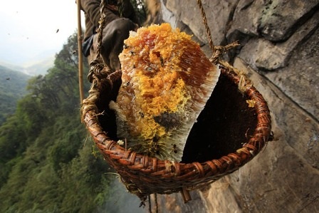 Nín thở xem người dân Nepal lấy mật ong - 14 Nín thở xem người dân Nepal lấy mật ong