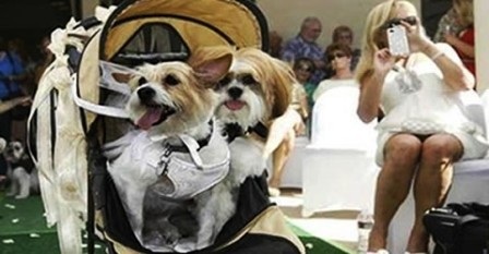 Chi gần 105 triệu VND để làm đám cưới... cho chó