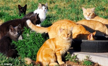 Quyết ly dị vì… yêu mèo hơn chồng - 3 Quyết ly dị vì… yêu mèo hơn chồng
