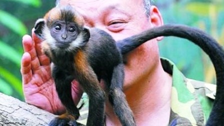 Dùng lưỡi để cứu mạng khỉ con 