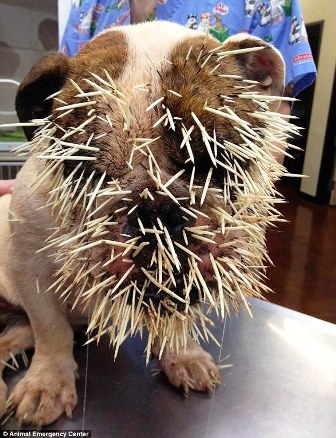 Chú chó bị 500 chiếc lông nhím phủ kín mặt