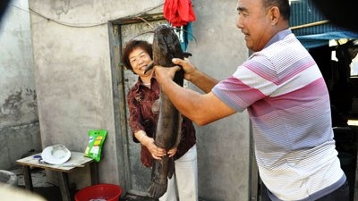 Con cá trê bí ẩn xuất hiện trong nhà ông bà Xu Xianmin