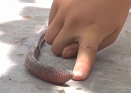 Phát hiện giun đất… to như rắn