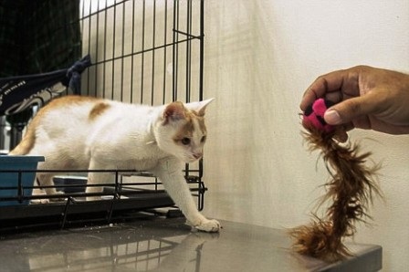 Chú mèo sống sót kỳ diệu sau 3 tuần lên đênh trên biển