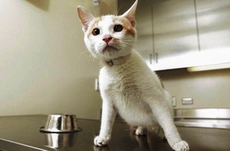 Chú mèo sống sót kỳ diệu sau 3 tuần lên đênh trên biển