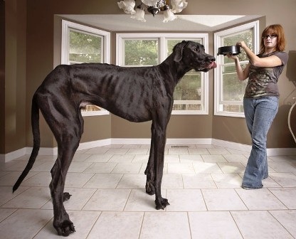 Chú bò đực thấp nhất thế giới là