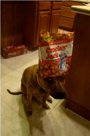 Chú chó nổi tiếng vì có tài “làm xiếc”