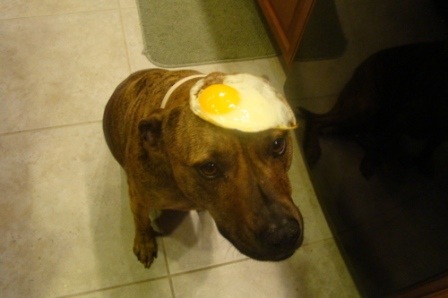 Chú chó nổi tiếng vì có tài “làm xiếc”