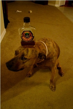 Chú chó nổi tiếng vì có tài “làm xiếc”