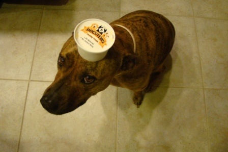 Chú chó nổi tiếng vì có tài “làm xiếc”