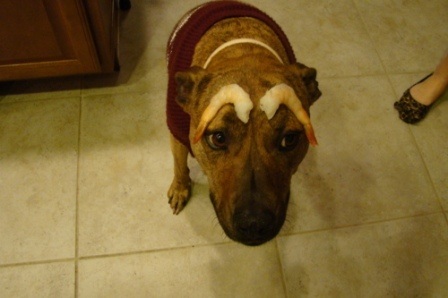 Chú chó nổi tiếng vì có tài “làm xiếc”